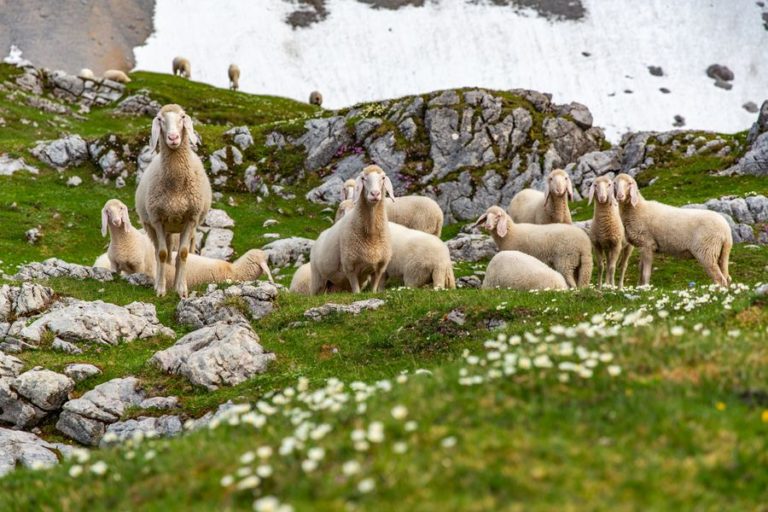 Natur_pur