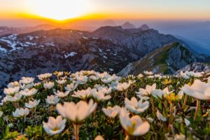 Krokos_Berge_Dachstein